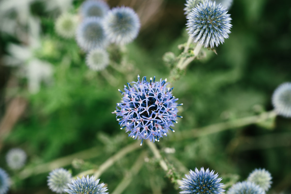 Southern Globe Thistle