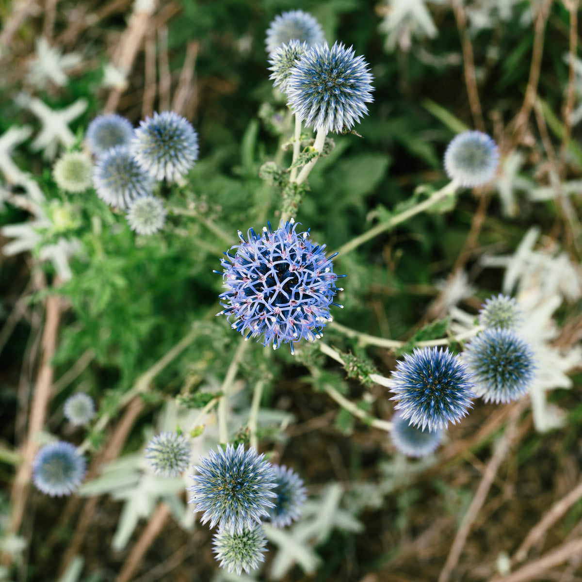 Southern Globe Thistle