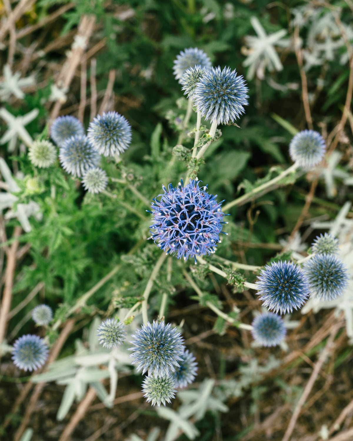 Southern Globe Thistle