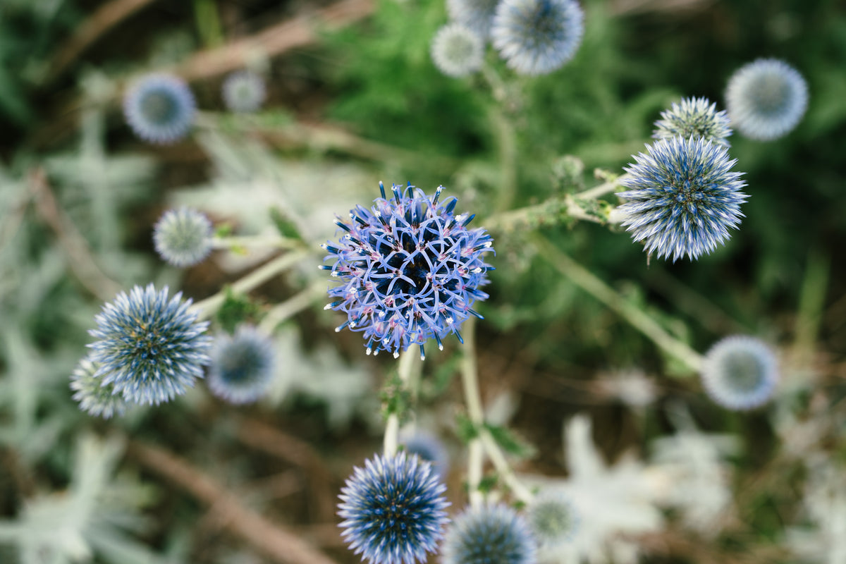 Southern Globe Thistle