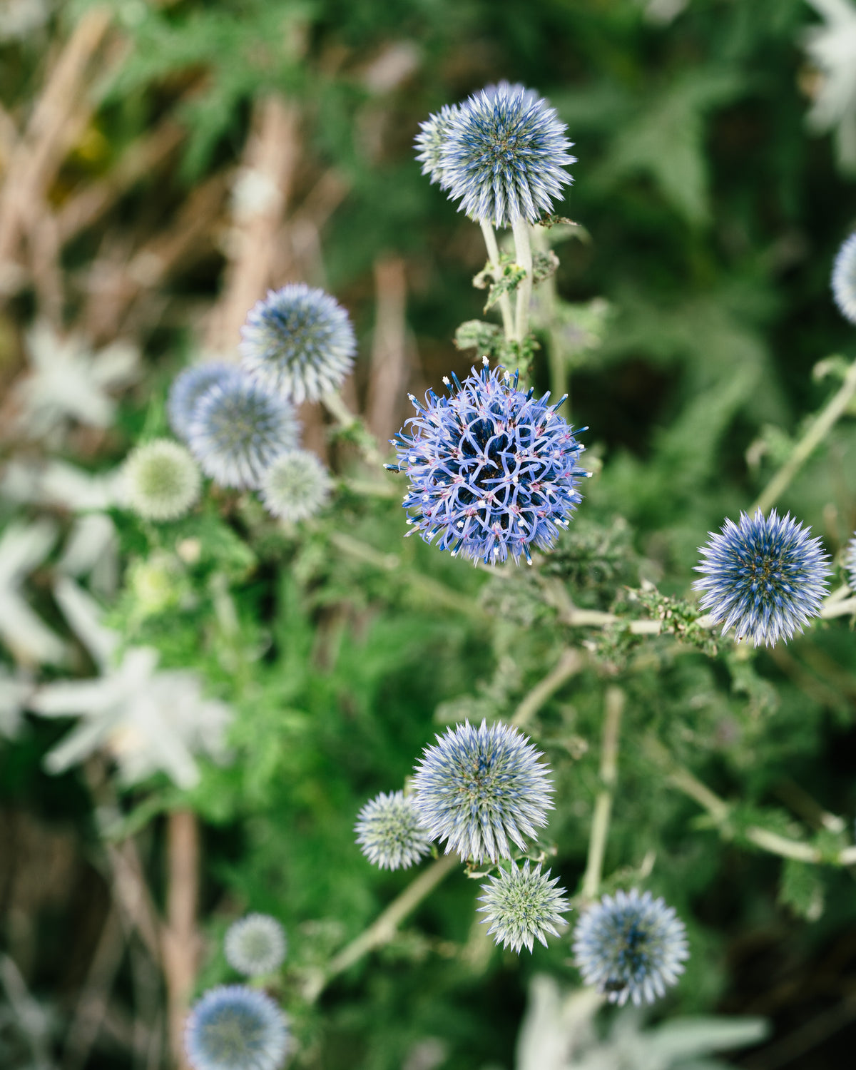 Southern Globe Thistle