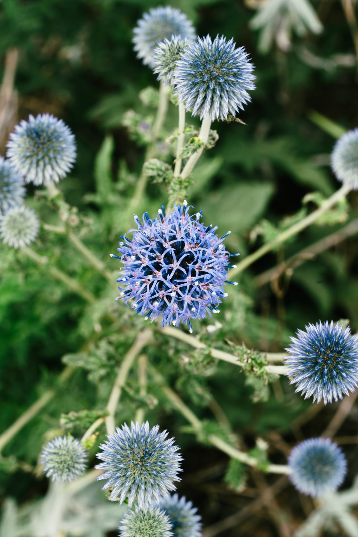 Southern Globe Thistle