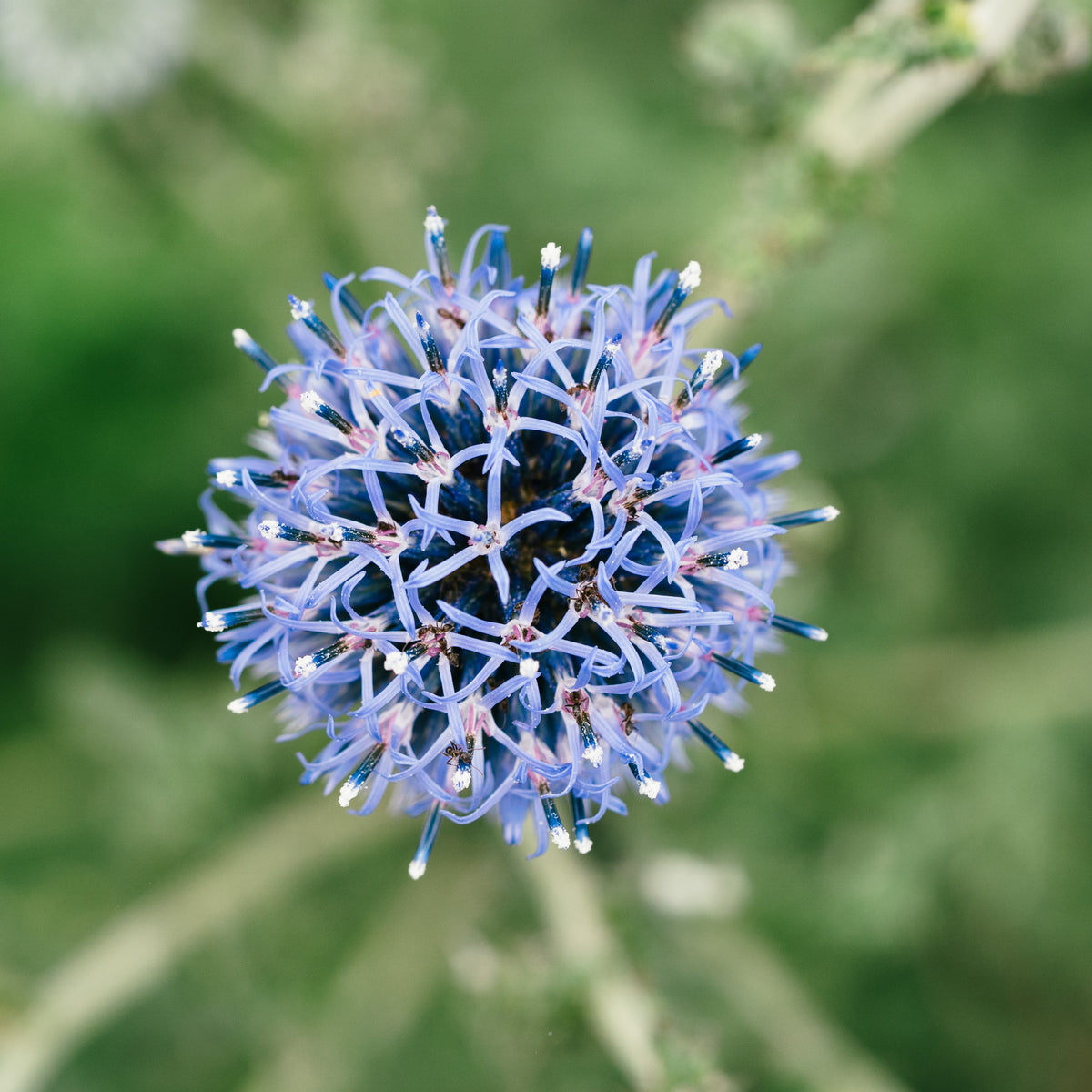 Southern Globe Thistle