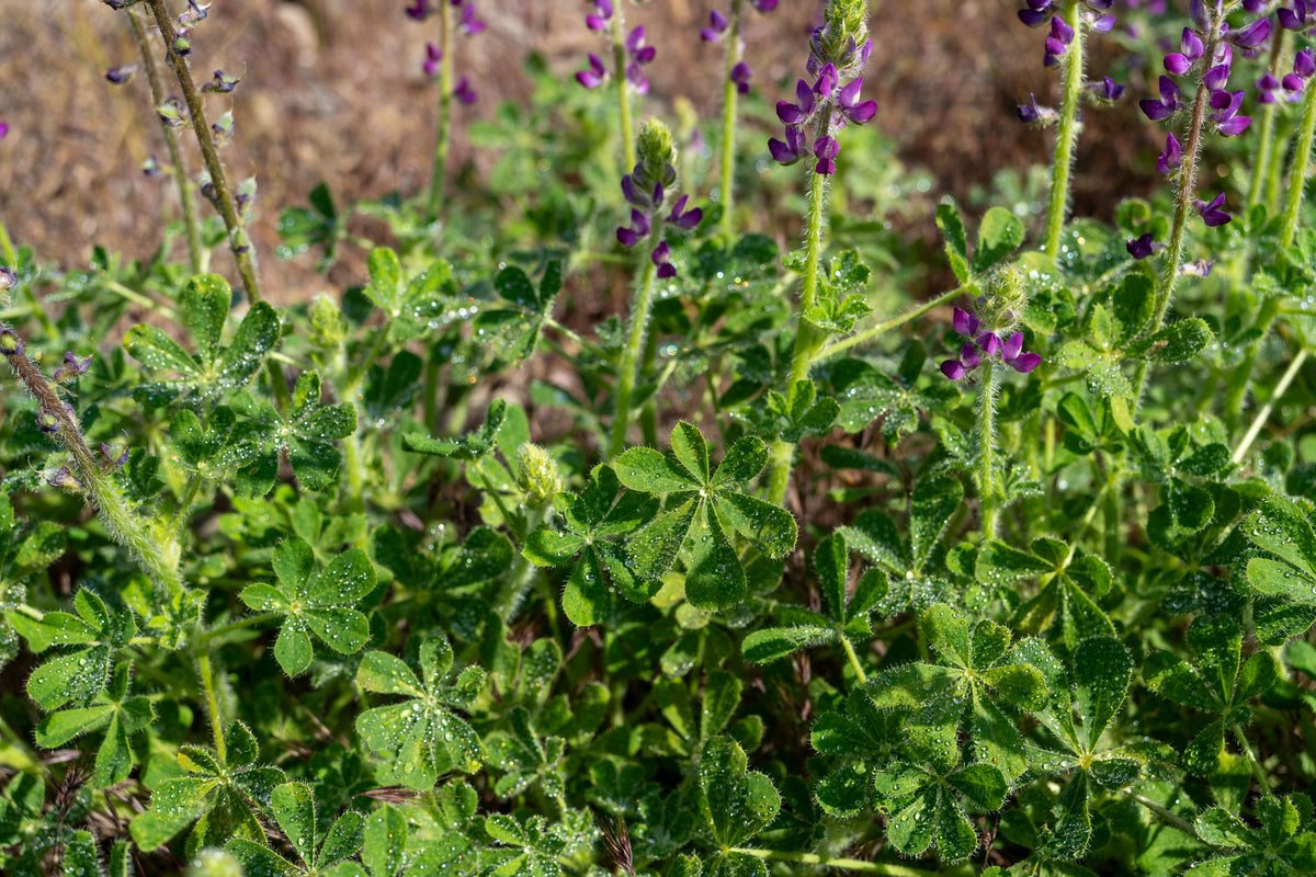 Stinging Lupine Flower