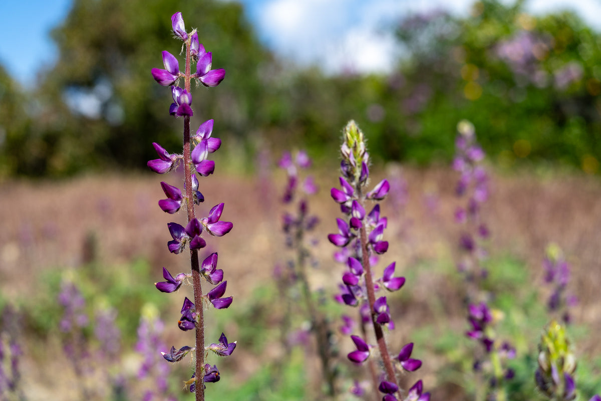 Stinging Lupine Flower