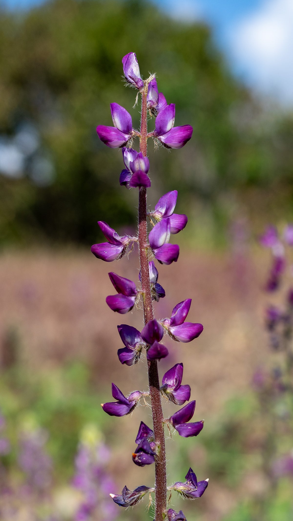 Stinging Lupine Flower