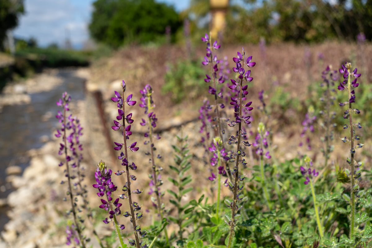Stinging Lupine Flower