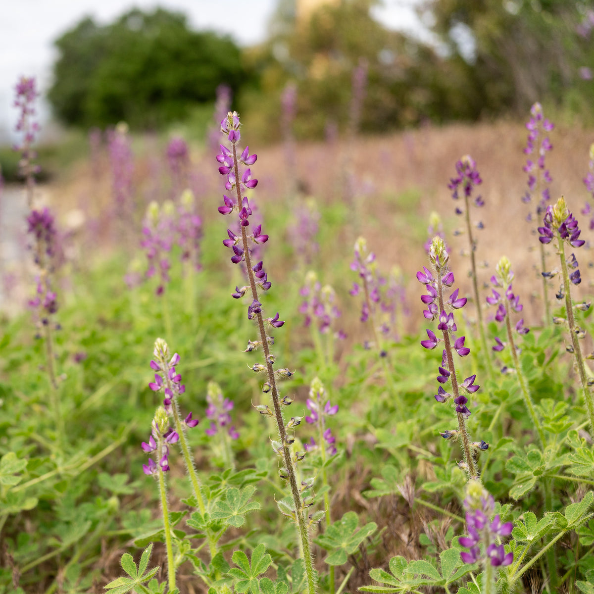 Stinging Lupine Flower