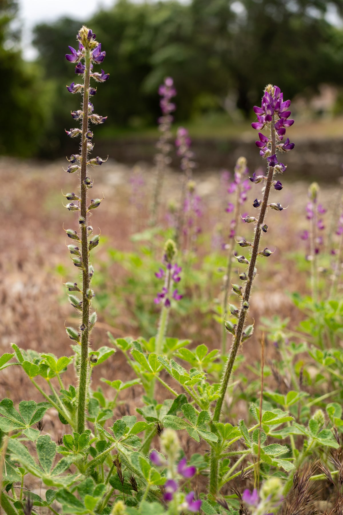 Stinging Lupine Flower