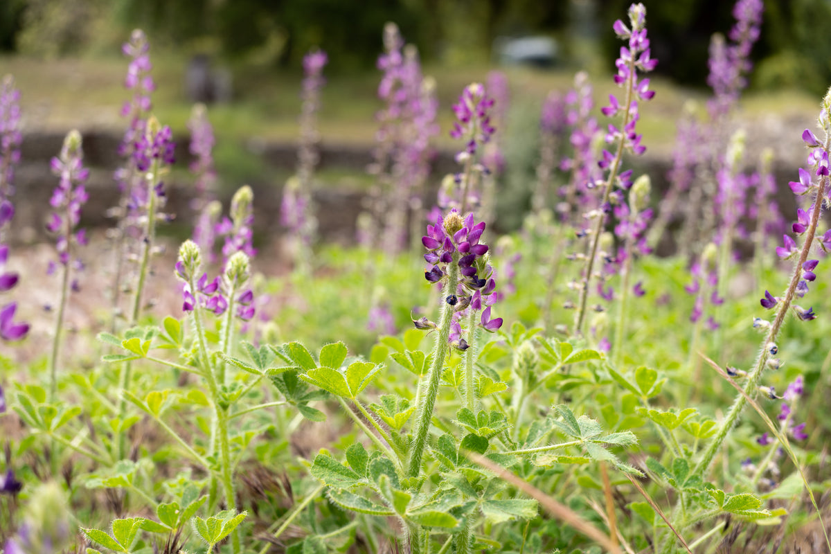 Stinging Lupine Flower