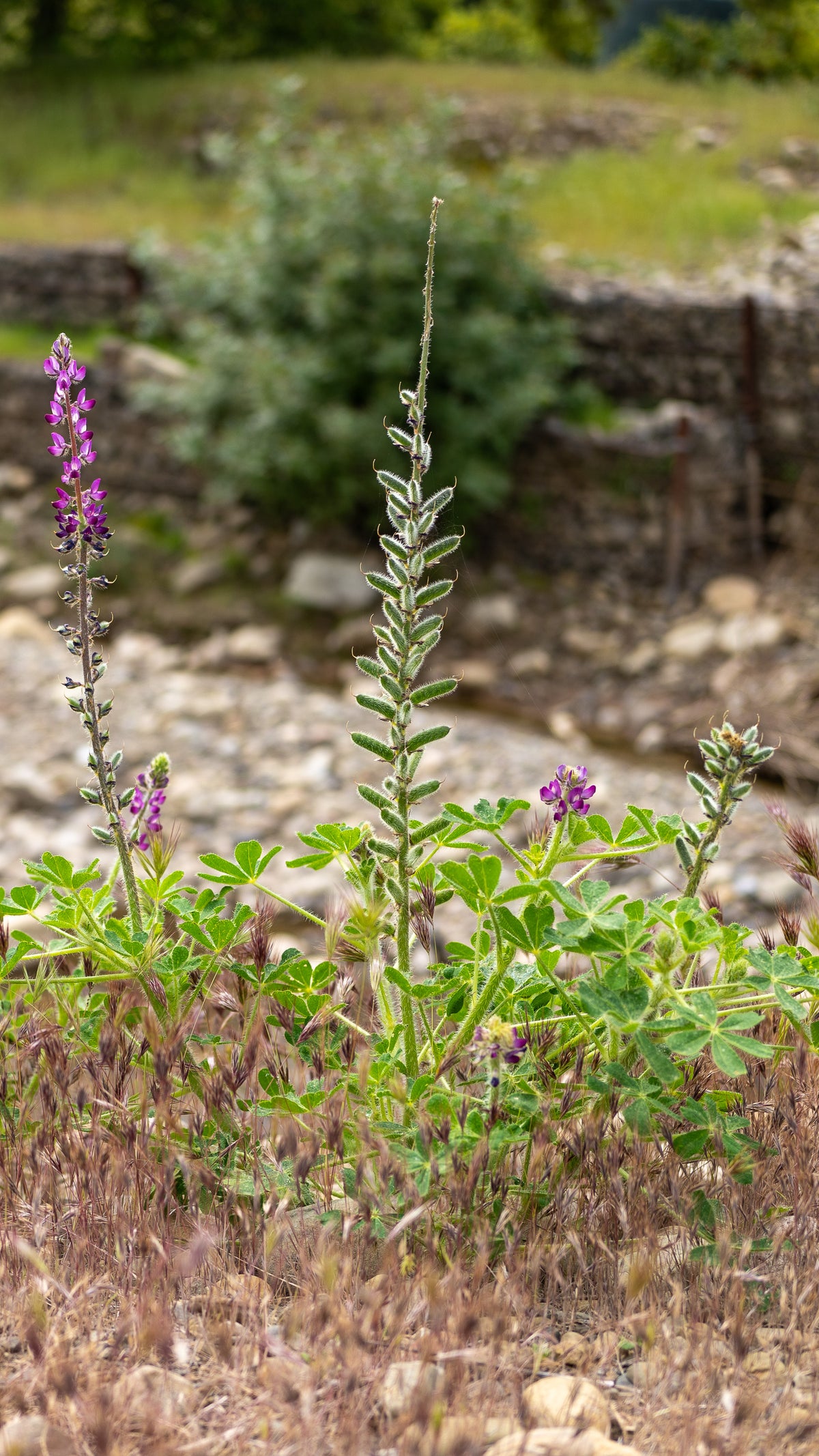Stinging Lupine Flower