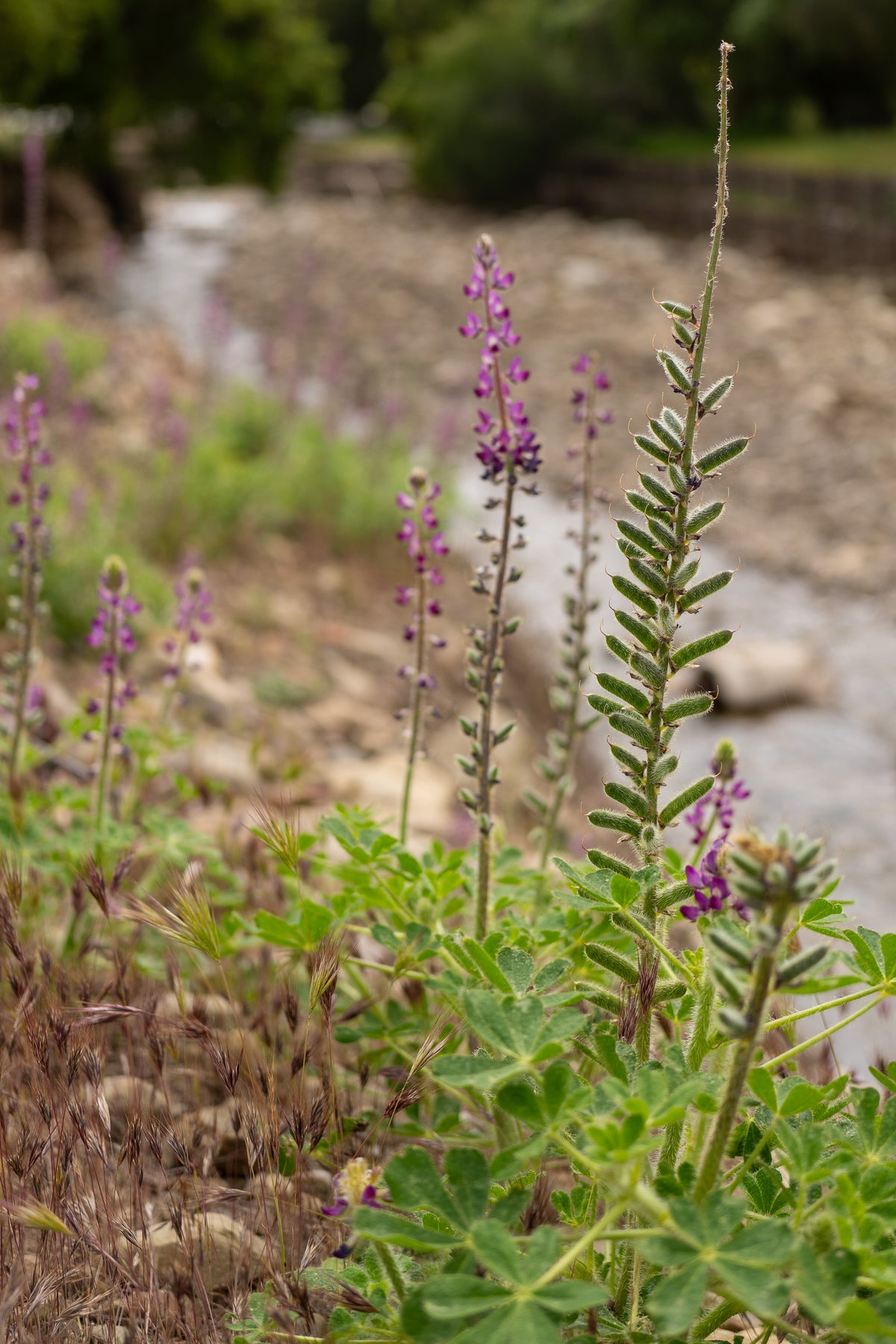 Stinging Lupine Flower