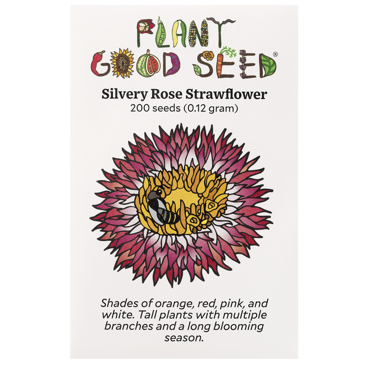 Silvery Rose Strawflower