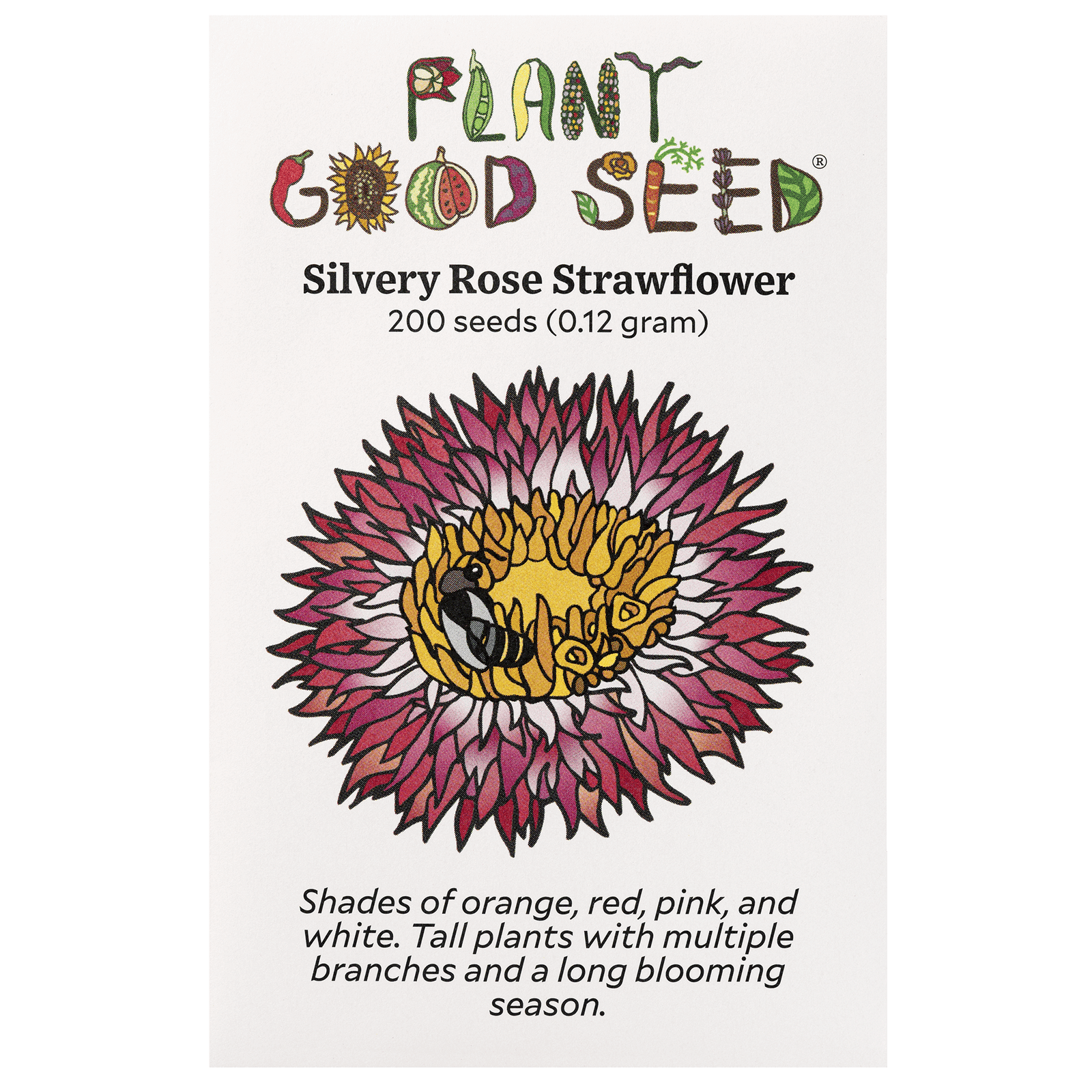 Silvery Rose Strawflower