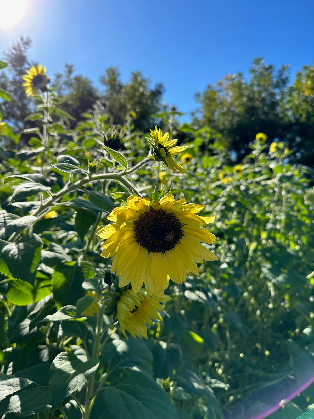 Lemon Queen Sunflower