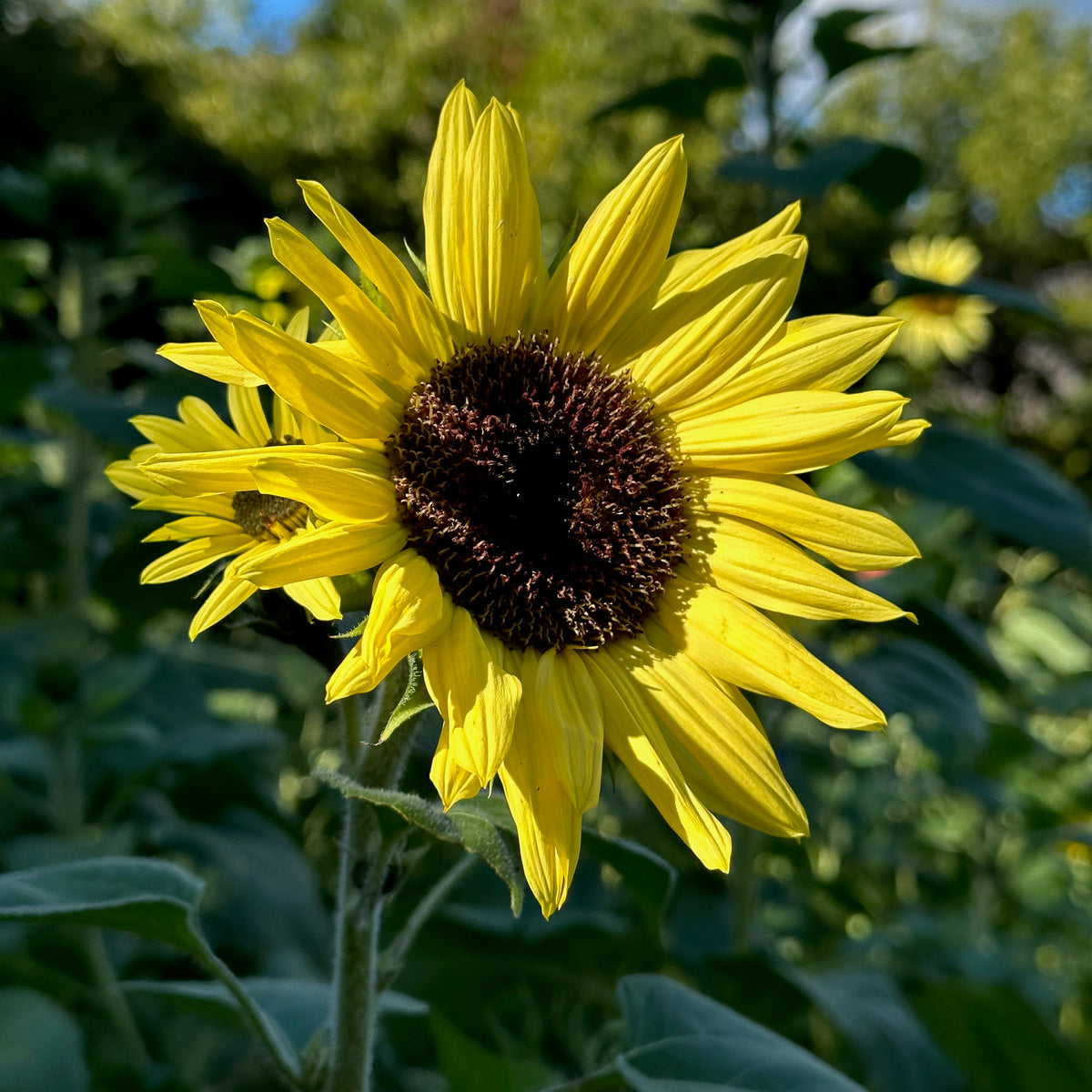 Lemon Queen Sunflower