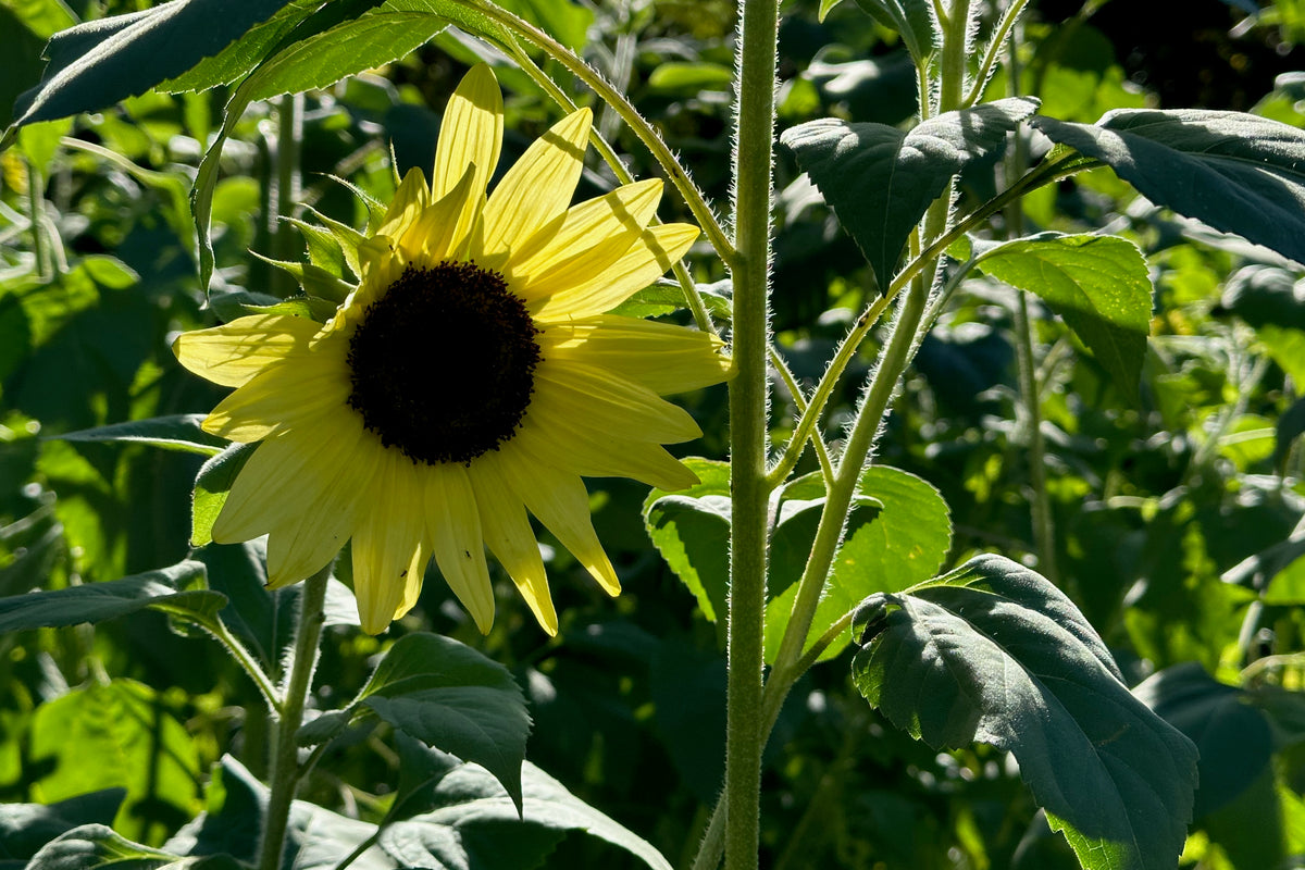 Lemon Queen Sunflower