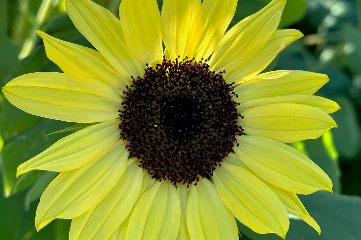 Lemon Queen Sunflower