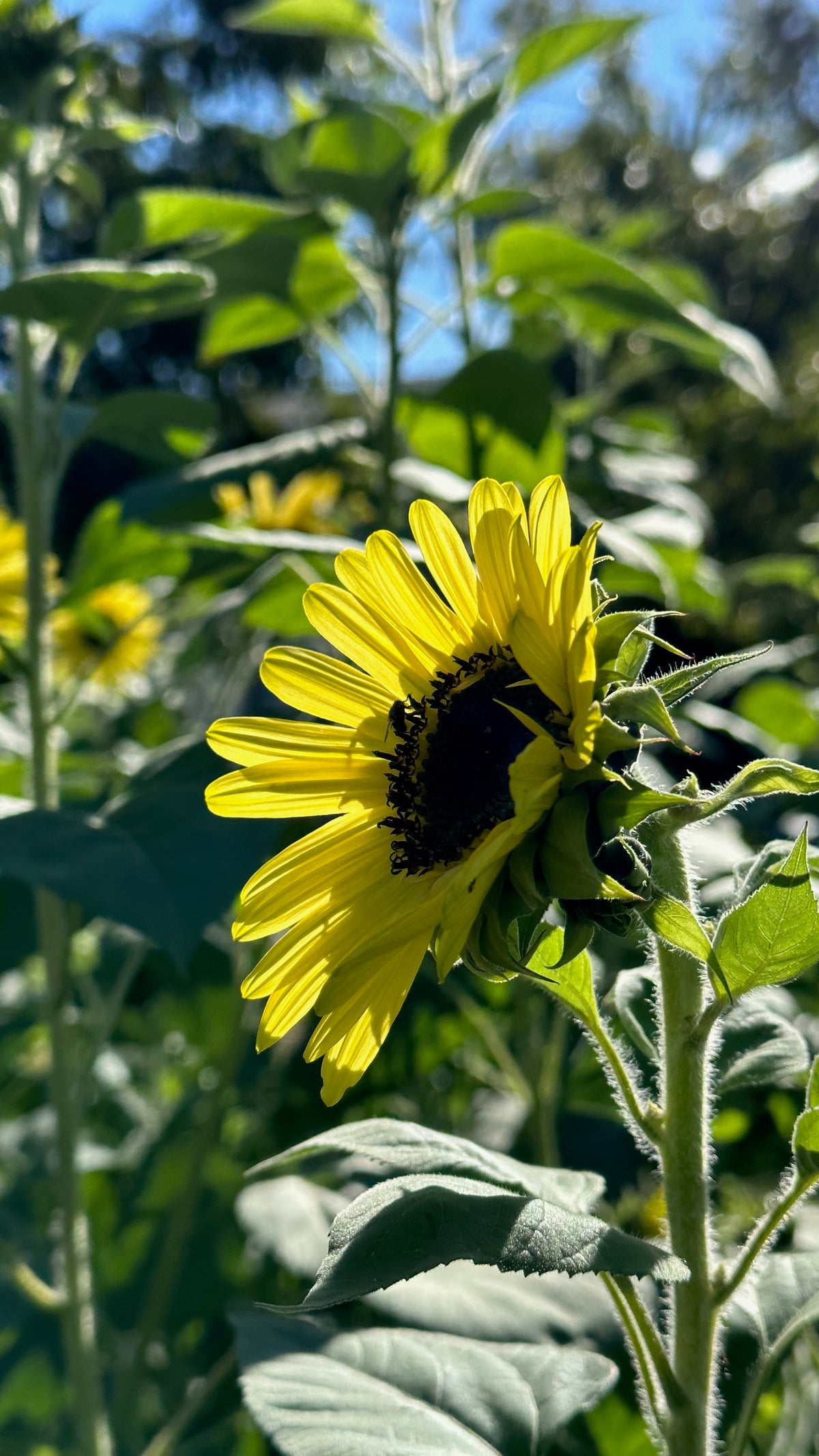 Lemon Queen Sunflower