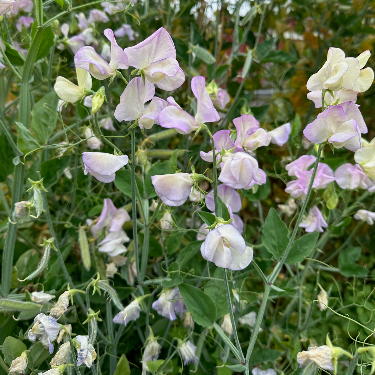 April in Paris Sweet Pea