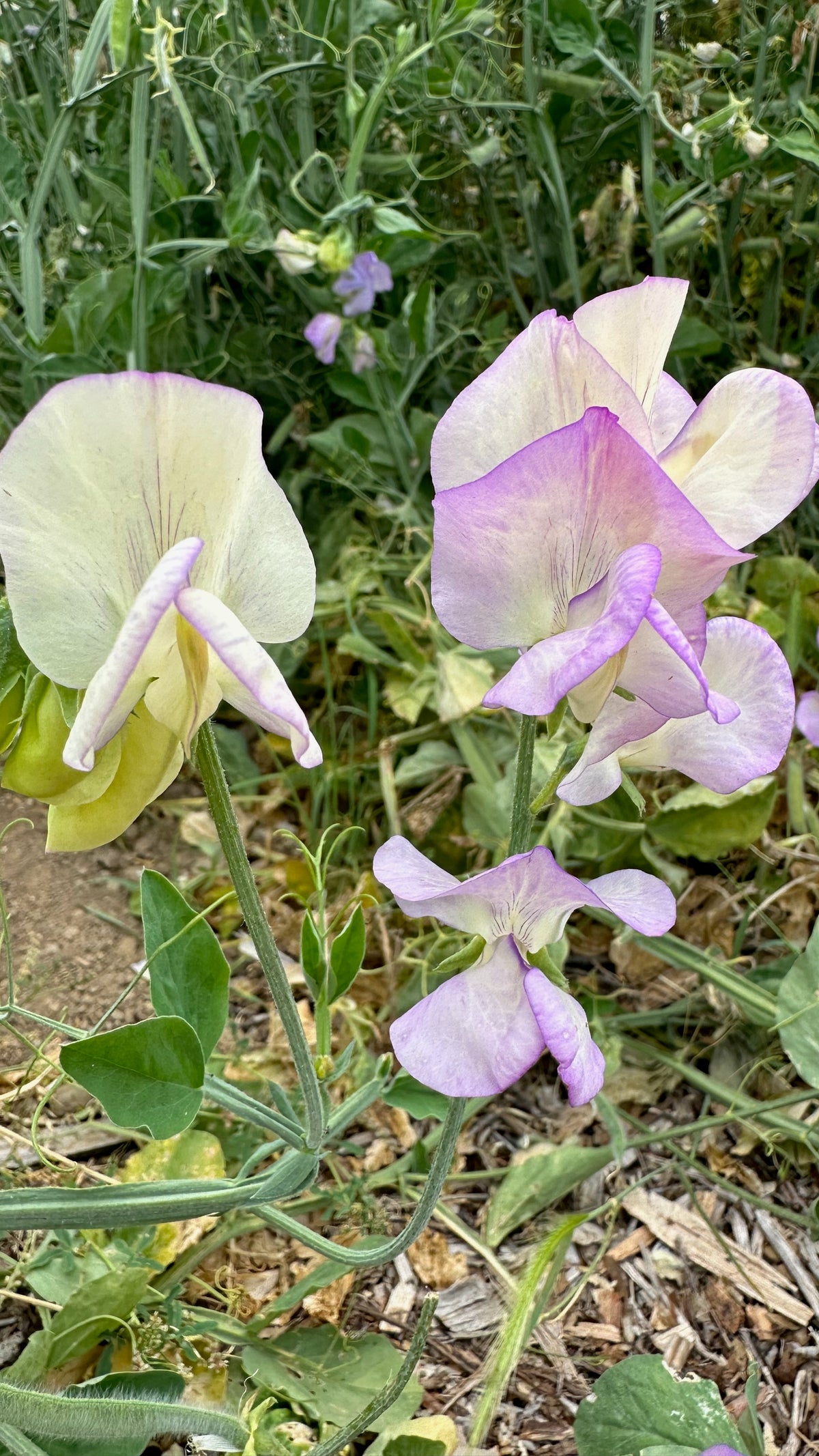 April in Paris Sweet Pea
