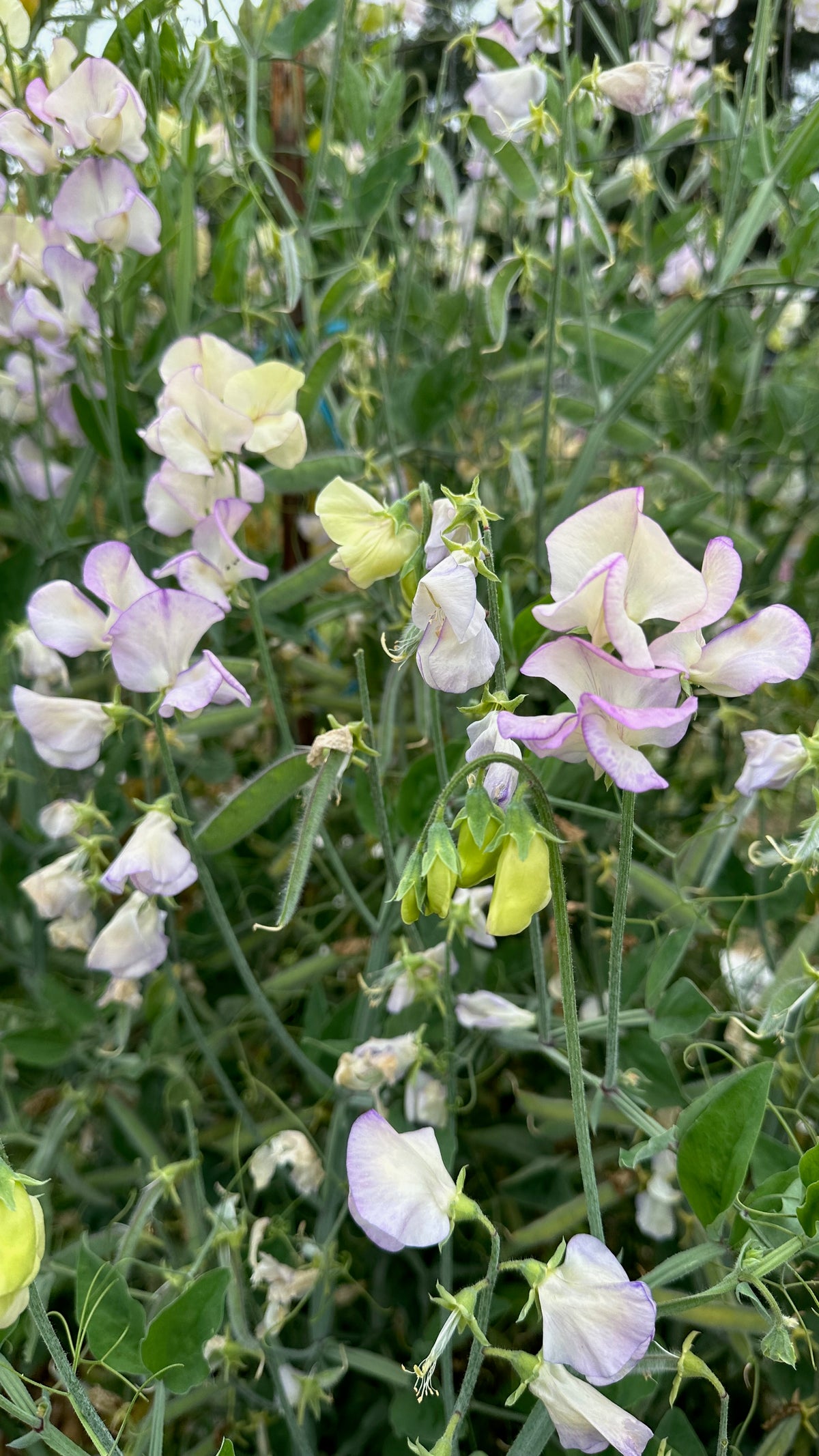 April in Paris Sweet Pea
