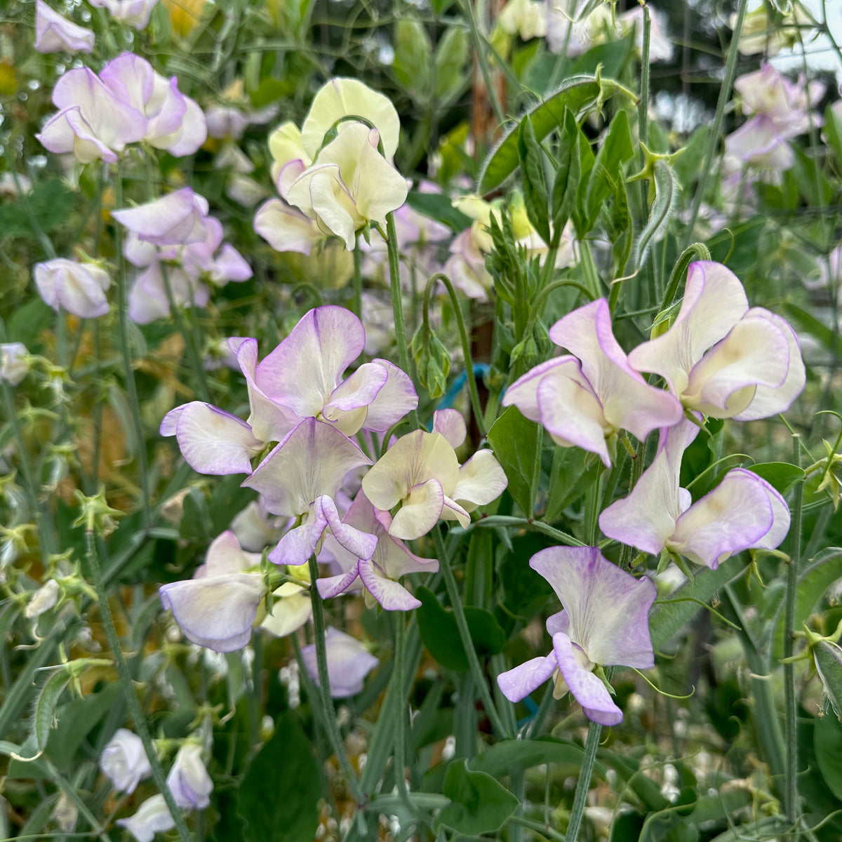 April in Paris Sweet Pea