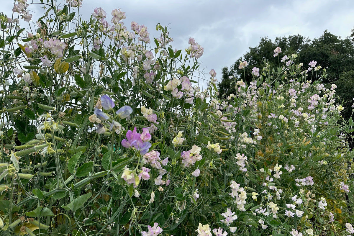 April in Paris Sweet Pea