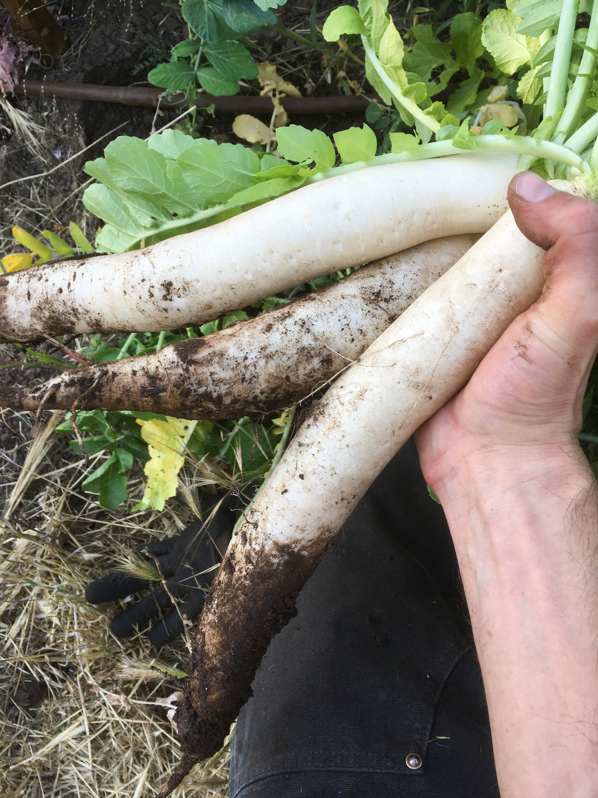 Tapmaster Daikon Radish