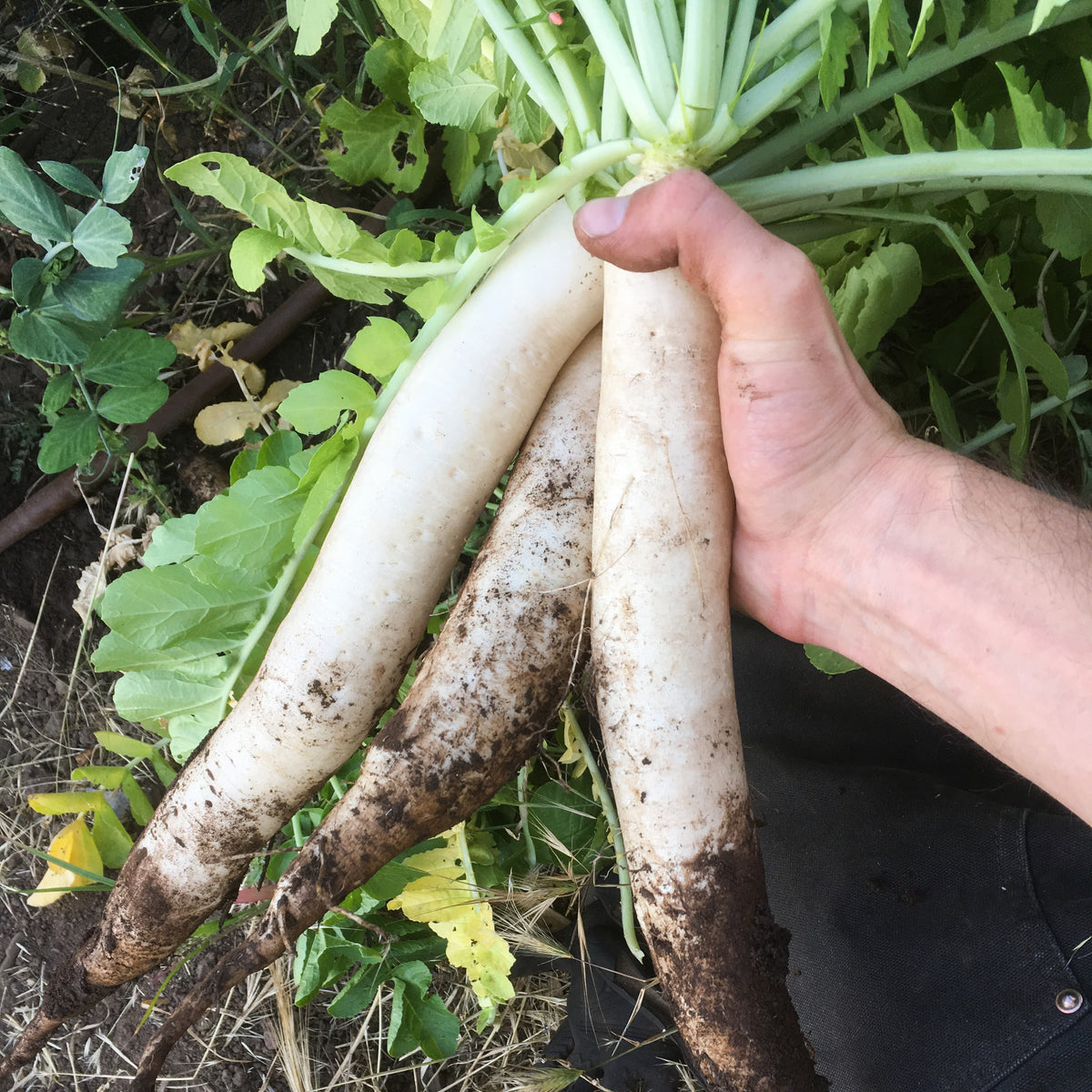 Tapmaster Daikon Radish