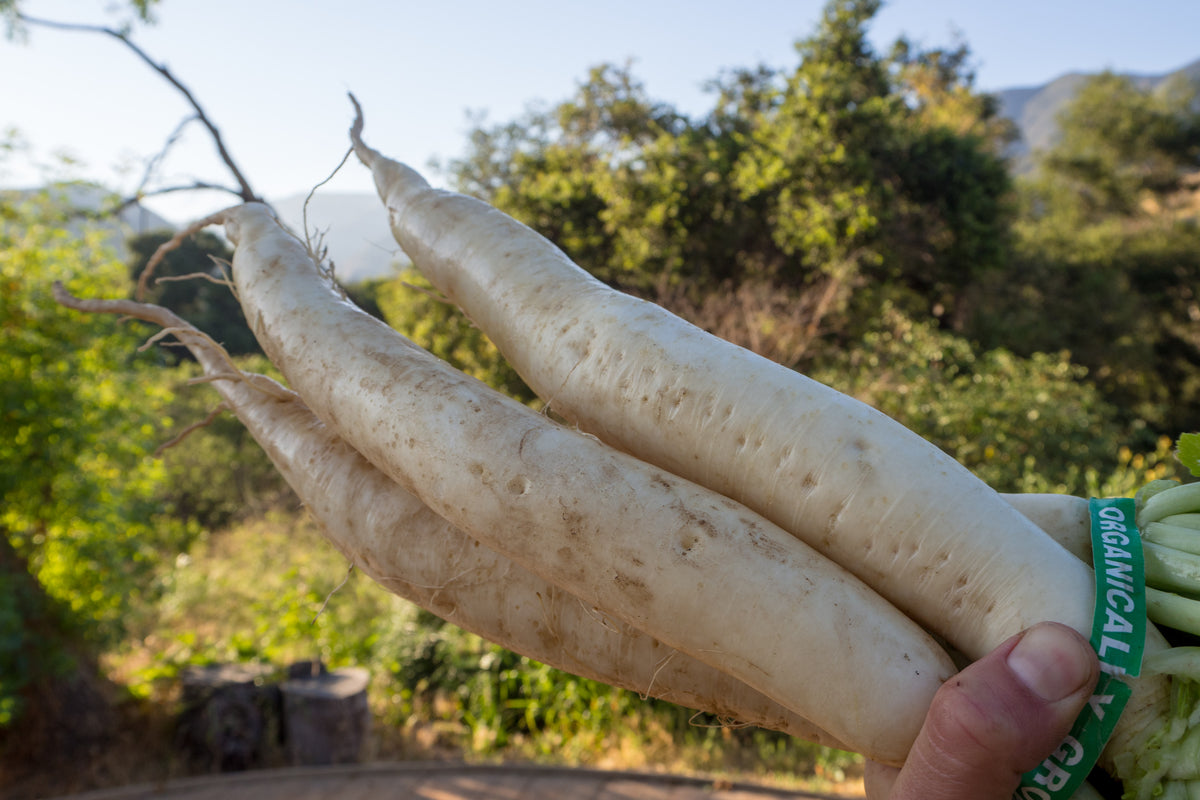 Tapmaster Daikon Radish