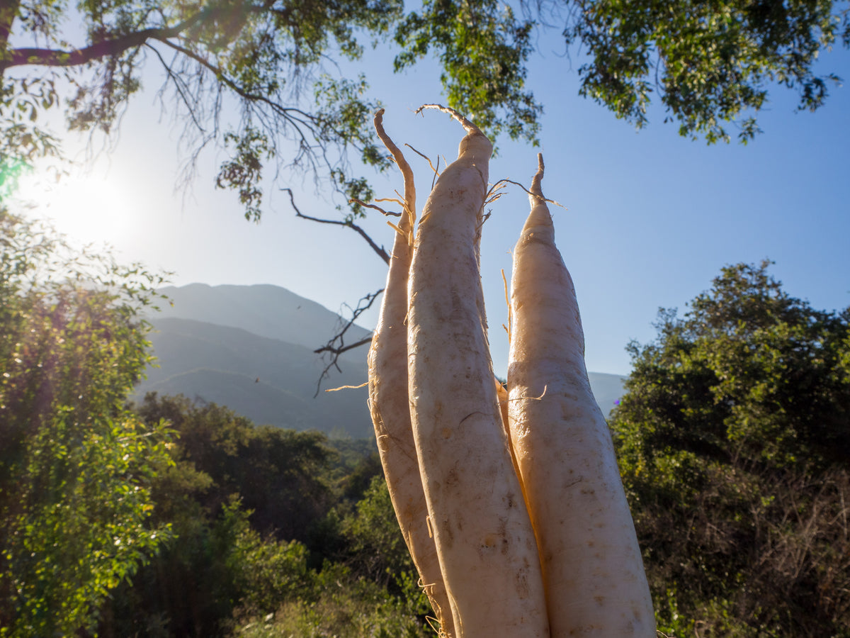 Tapmaster Daikon Radish