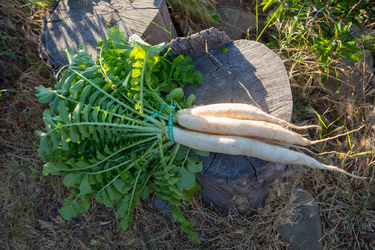 Tapmaster Daikon Radish
