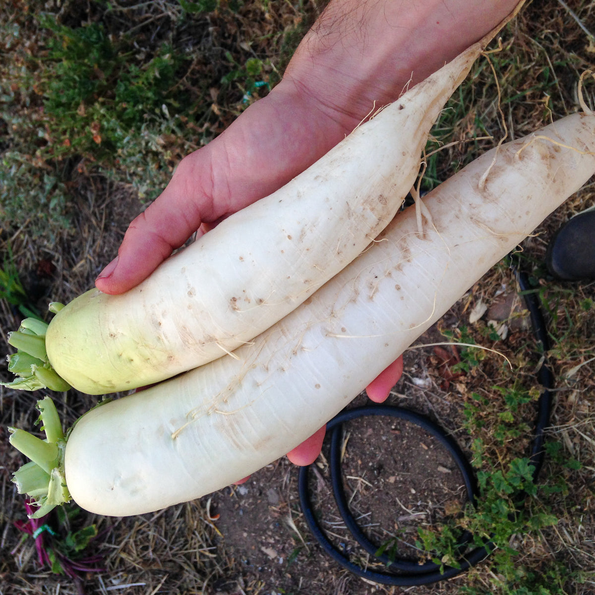 Tapmaster Daikon Radish
