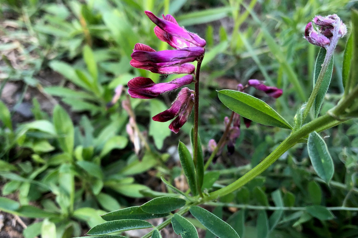 Purple Vetch