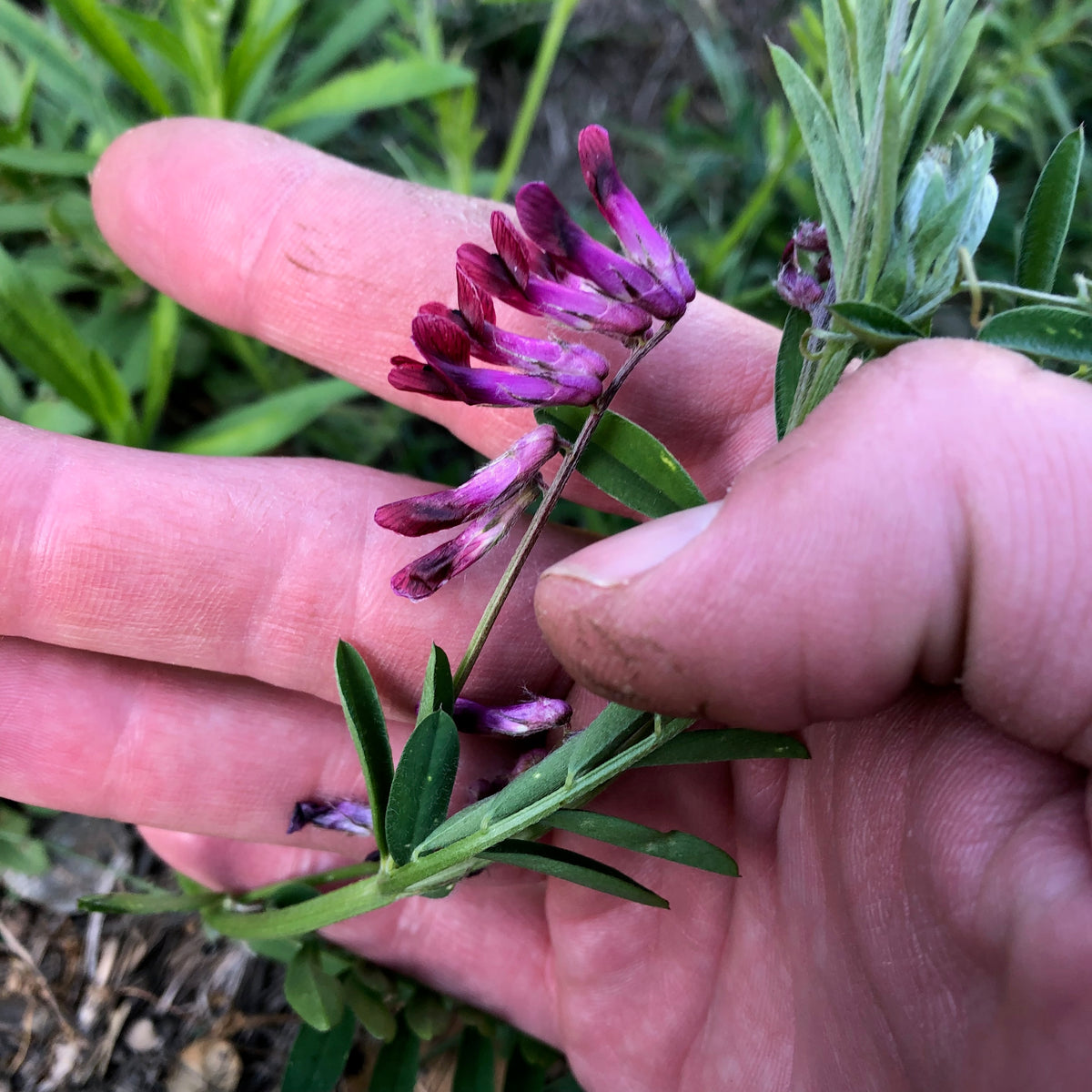 Purple Vetch