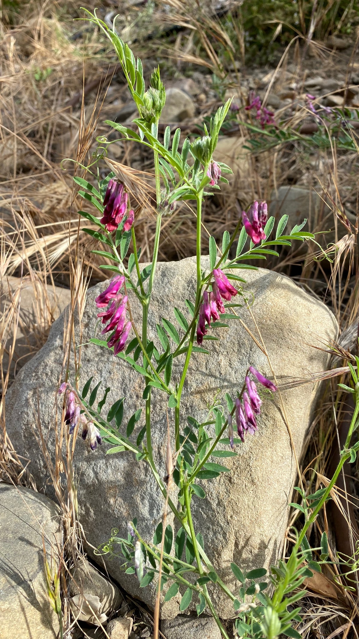 Purple Vetch