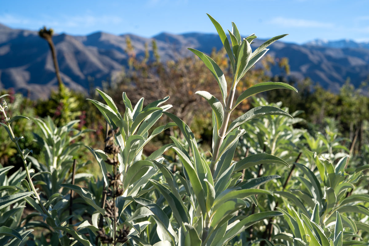 White Sage