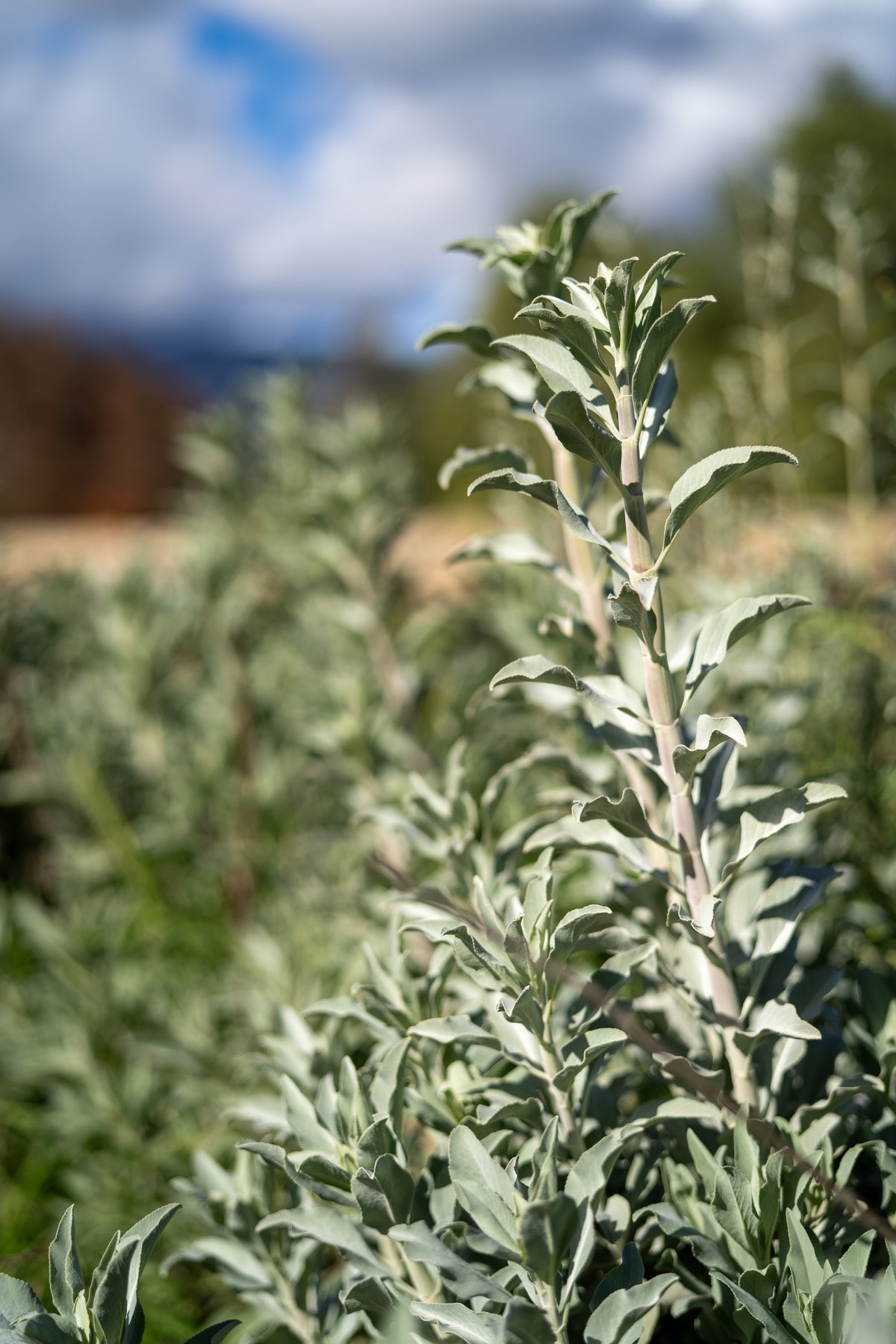 White Sage