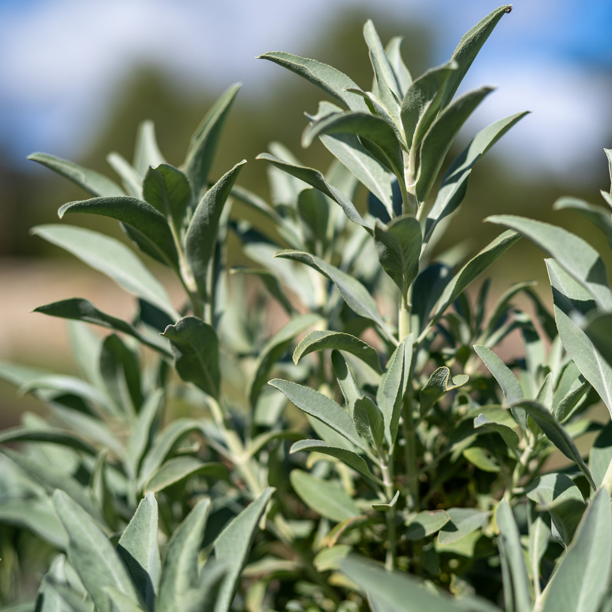 White Sage