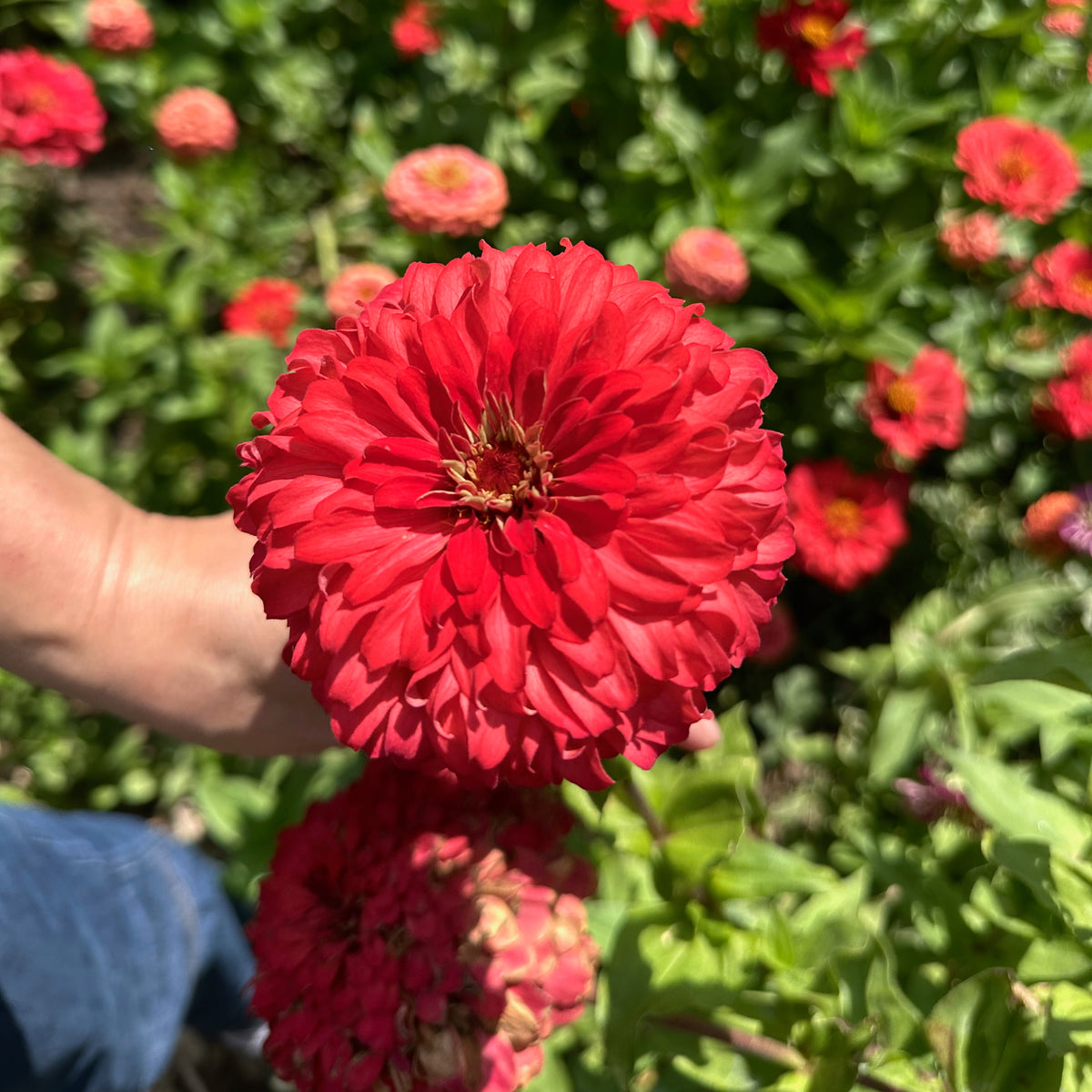 Zinnia Red Zinnia Flower