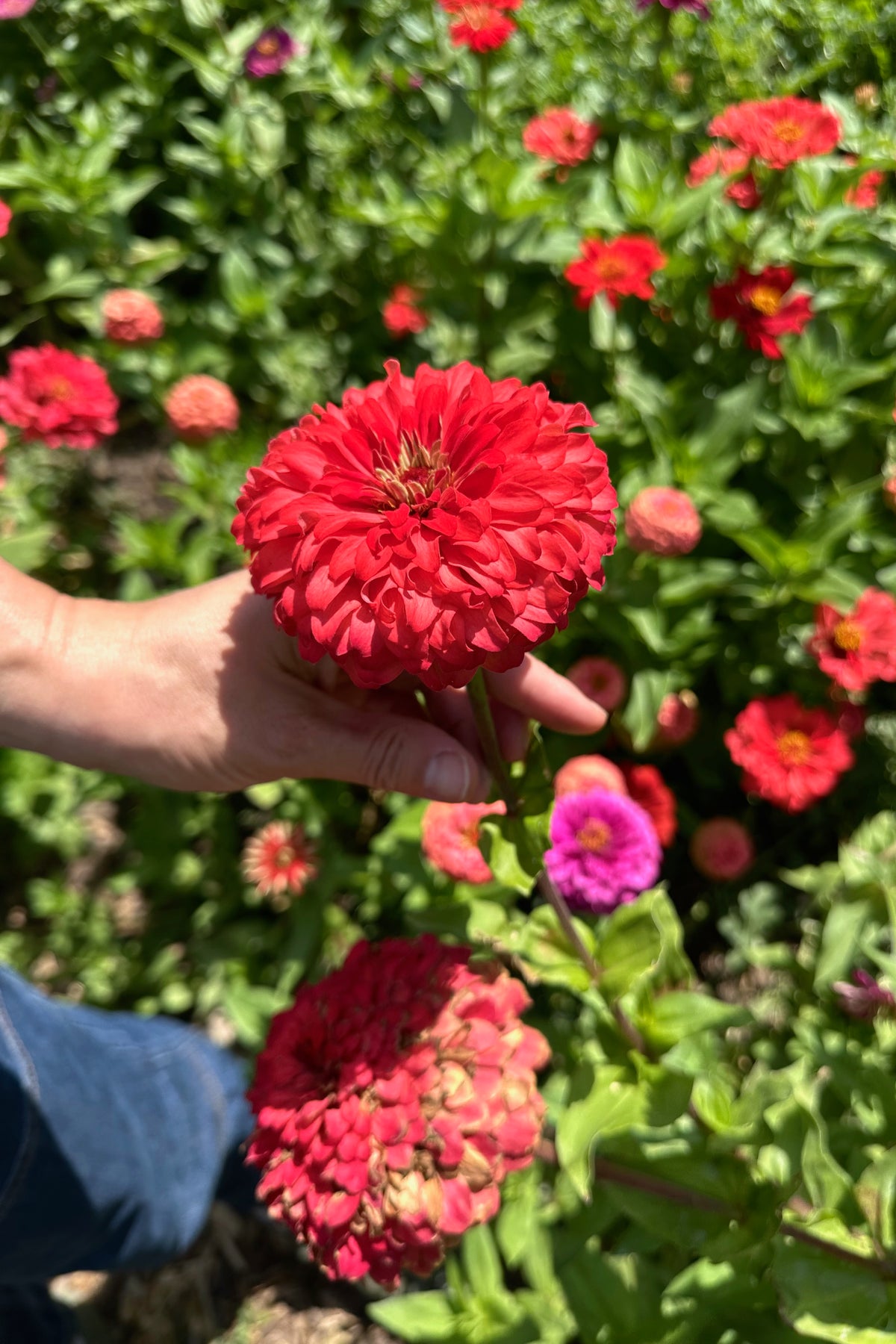 Zinnia Red Zinnia Flower