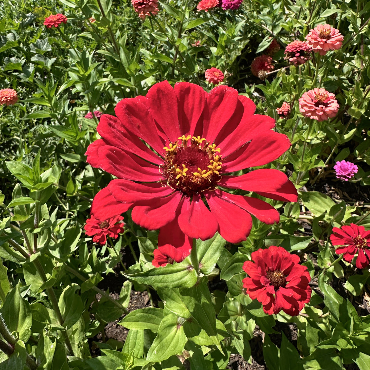Zinnia Red Zinnia Flower