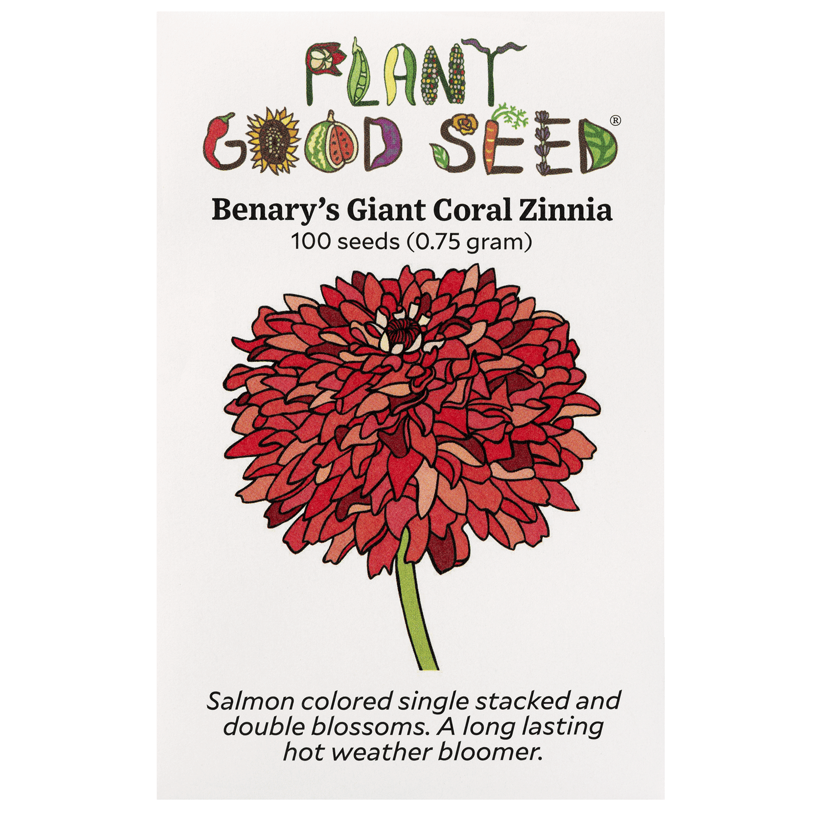 Benary's Giant Coral Zinnia