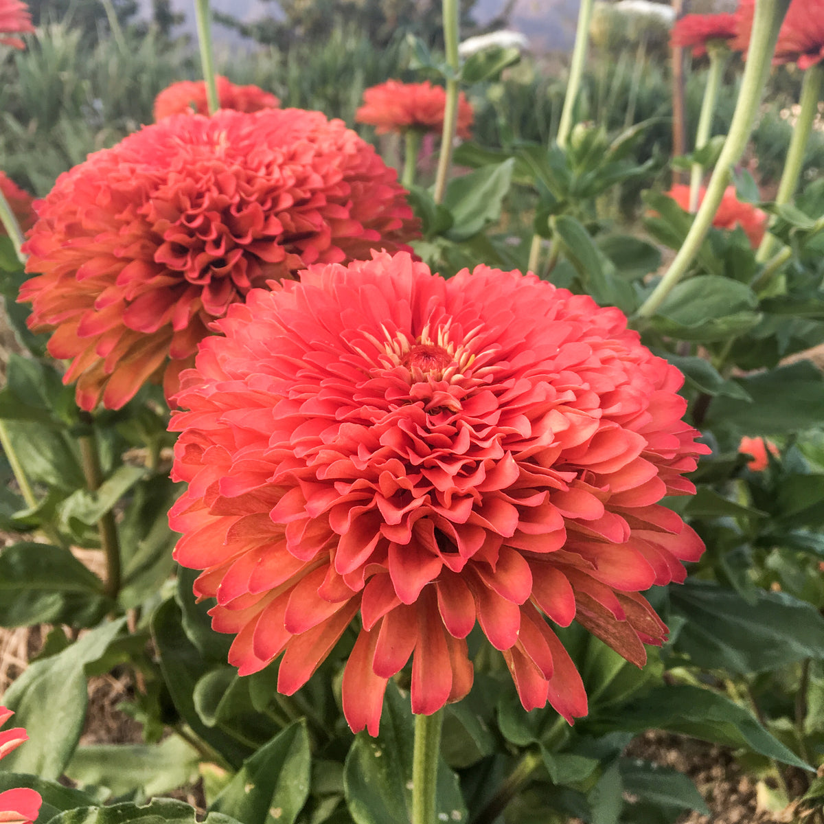 Benary&#39;s Giant Coral Zinnia