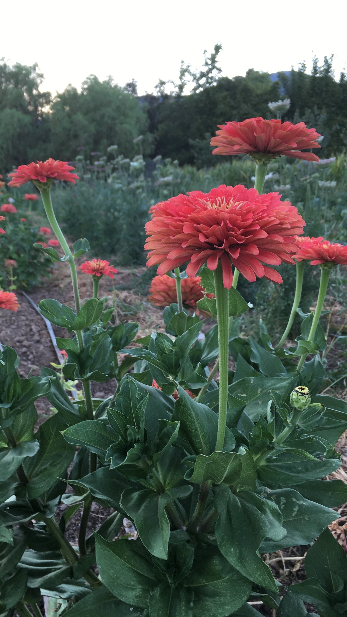 Benary&#39;s Giant Coral Zinnia
