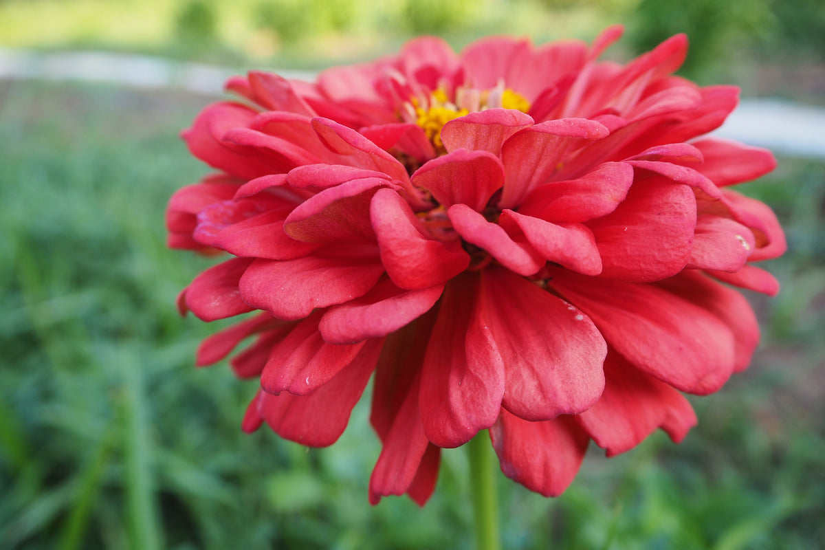 Benary&#39;s Giant Coral Zinnia