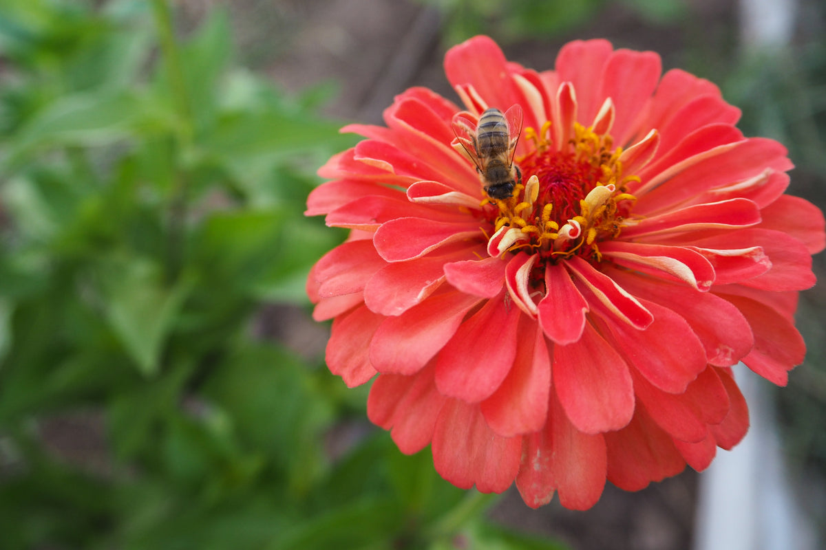 Benary&#39;s Giant Coral Zinnia