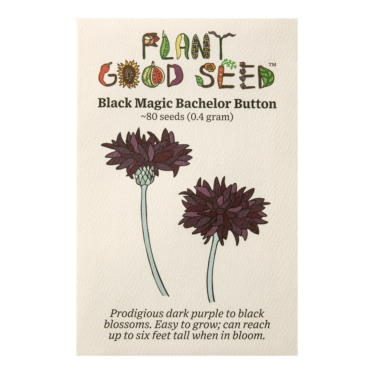 Black Magic Bachelor Button / Cornflower