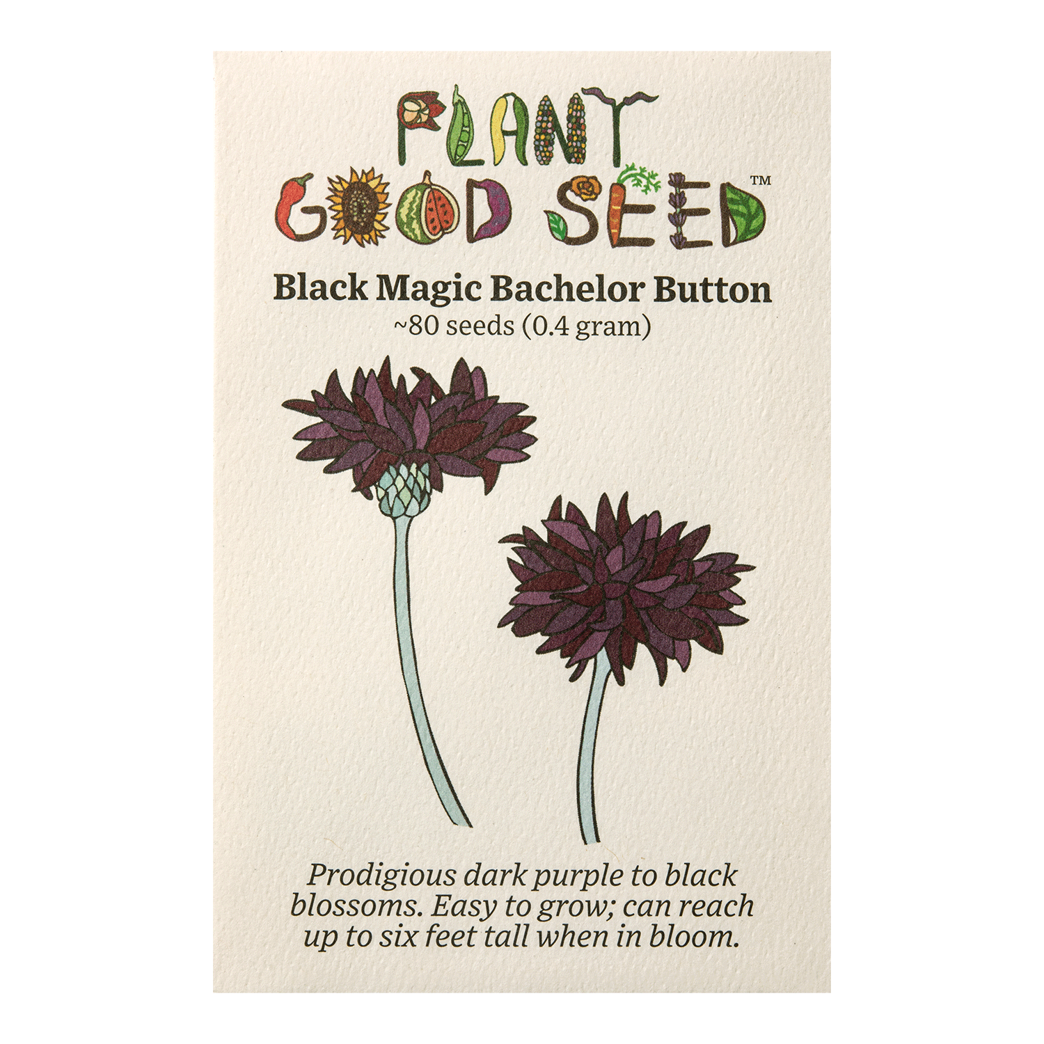 Black Magic Bachelor Button / Cornflower